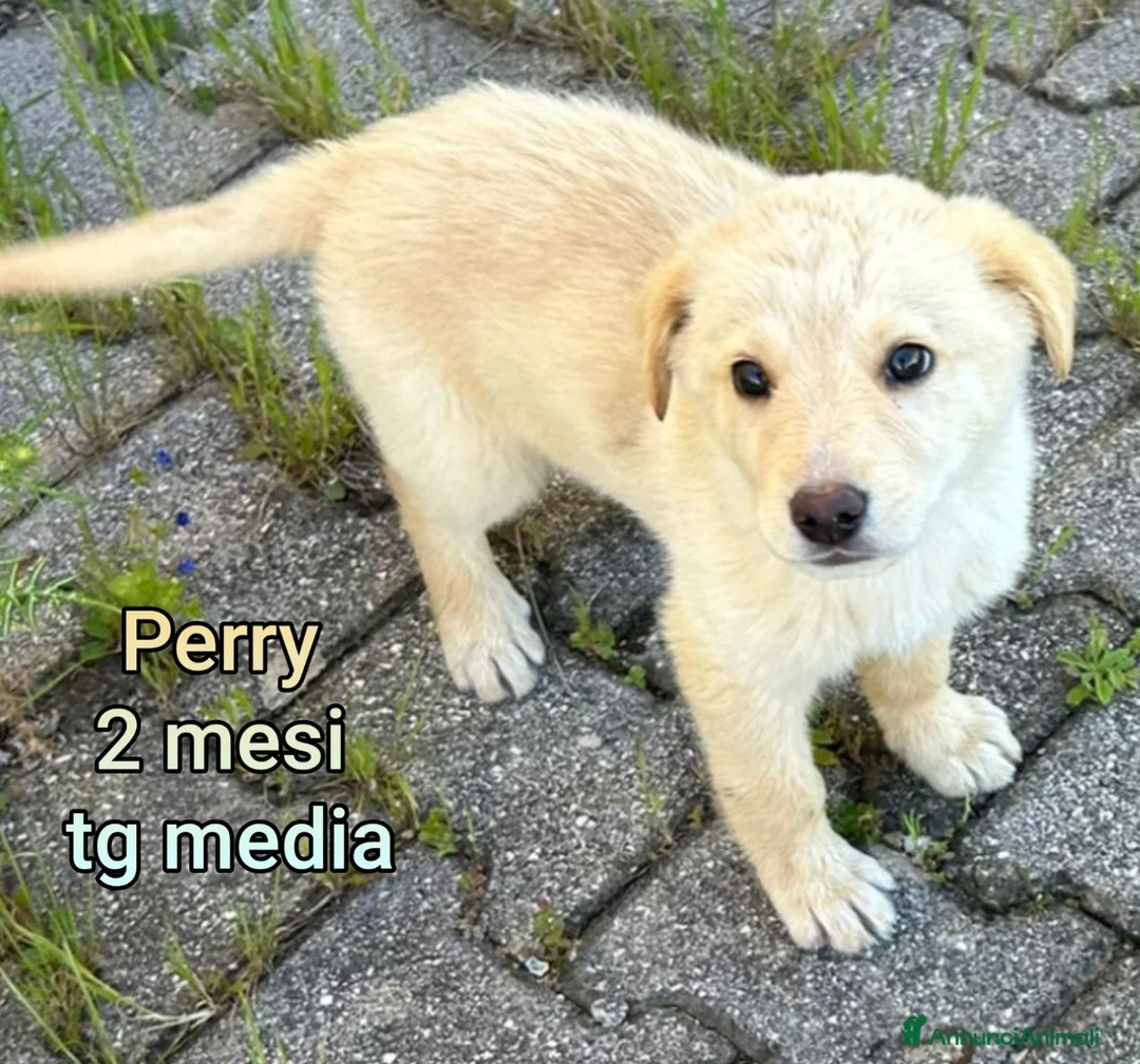 Meticcio cani in regalo: CUCCIOLI ABBANDONATI: EMERGENZA  a Città metropolitana di Milano - Annuncio 2