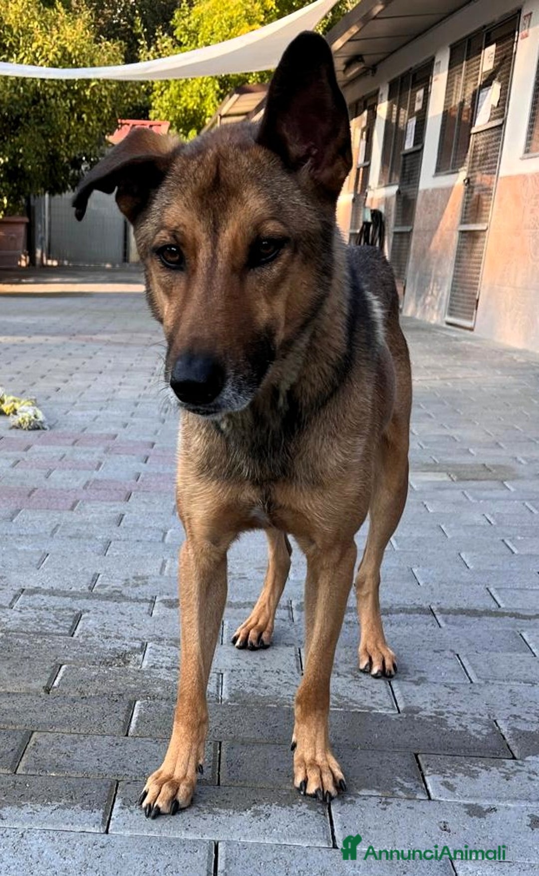 Affenpinscher cani in regalo: ULISSE LUPETTO - Annuncio 3