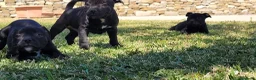 Staffordshire cani in vendita: Staffordshire bull terrier  - Annuncio 2