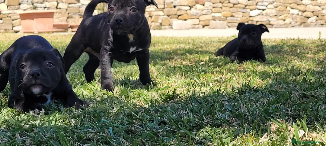 Staffordshire cani in vendita: Staffordshire bull terrier  - Annuncio 2
