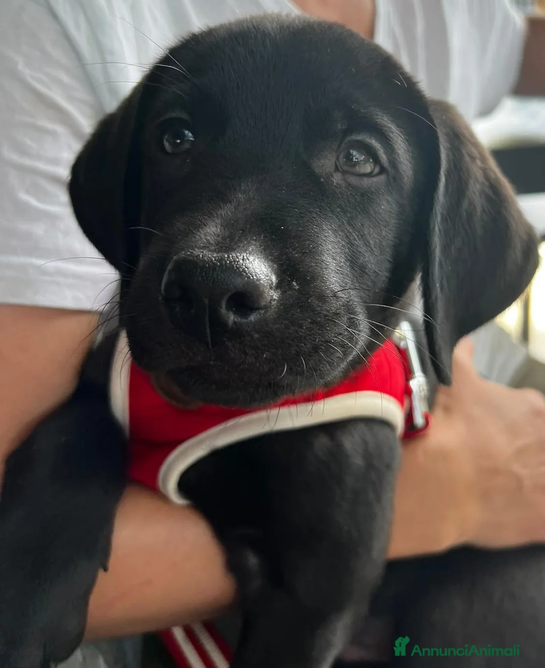 Labrador cani in vendita: I cuccioli di Camille e Ethan  a Provincia di Rimini - Annuncio 2
