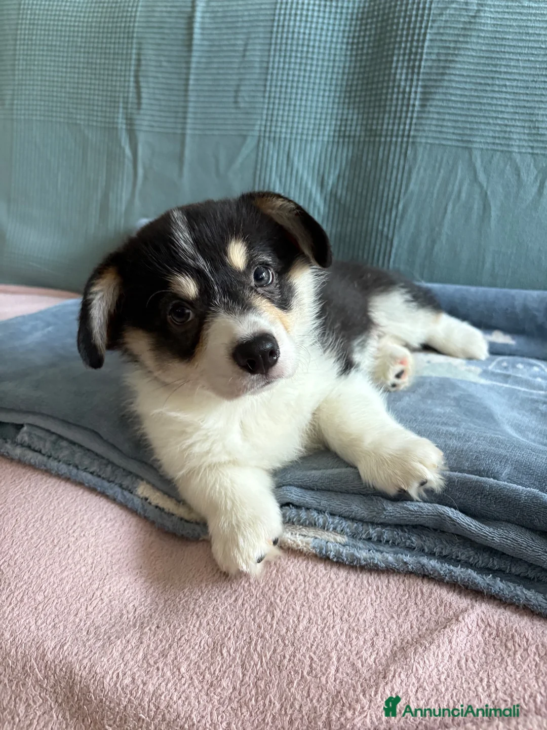 Corgi Pembroke cani in vendita: Cucciolo Welsh Corgi Pembroke - Annuncio 6