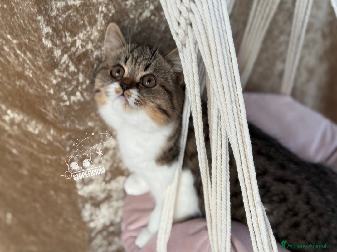 Scottish gatti in vendita: Stupeficium Amos - Scottish Straight - Annuncio 31