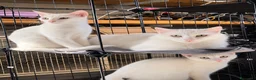 Altre razze gatti in regalo: Simba cerca casa 🏡, ha 5 mesi, maschio - Annuncio 2