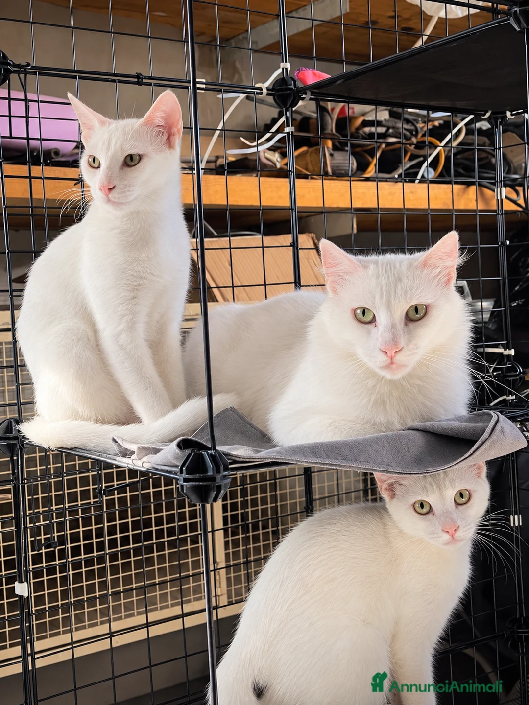 Altre razze gatti in regalo: Simba cerca casa 🏡, ha 5 mesi, maschio - Annuncio 2