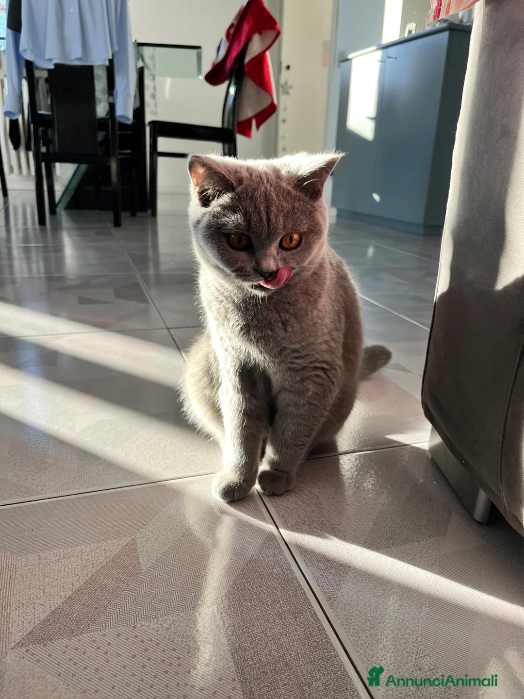 British gatti per accoppiamento: Cerco fidanzato per accoppiamento - Annuncio 1