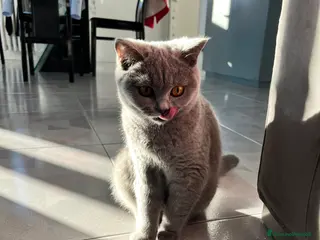 British gatti Cerco fidanzato per accoppiamento - Annuncio 1