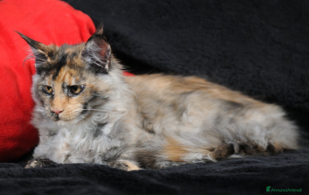 Maine Coon gatti in vendita: Maine Coon Tortie - pedigree ANFI - Annuncio 4