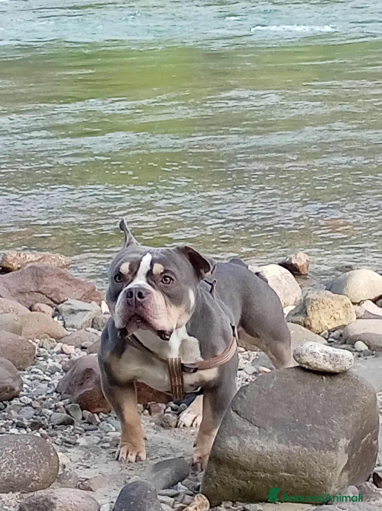 American Bully cani Per problemi familiare - Annuncio 28