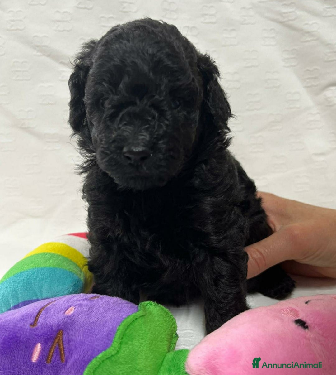 Barboncino Toy cani in vendita: Barboncina Nera - Annuncio 3