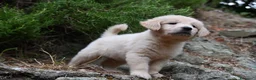 Golden Retriever cani in vendita: Golden retriever  - Annuncio 3