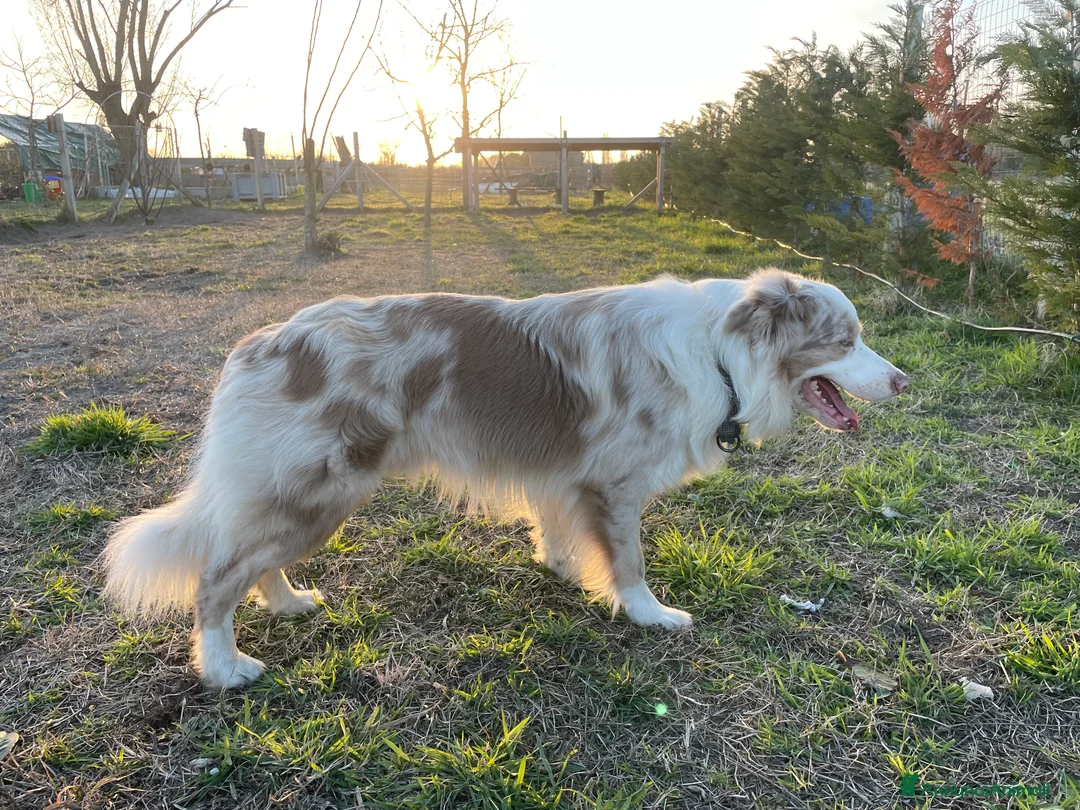 Border Collie cani per accoppiamento: Border Collie, disponibile per accoppiamenti. a Città Metropolitana di Venezia - Annuncio 13