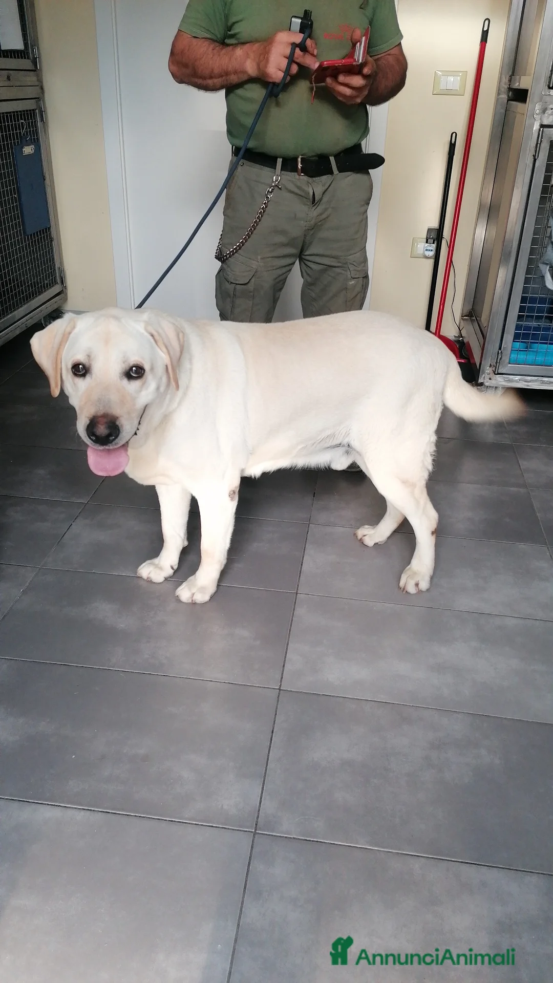 Labrador cani in regalo: Gino, cucciolo mix Labrador in canile - Annuncio 2