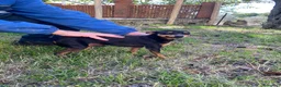 Pinscher Miniatura cani in vendita: Bellissimi e dolcissimi cuccioli di pincher nano a Provincia di Benevento - Annuncio 6