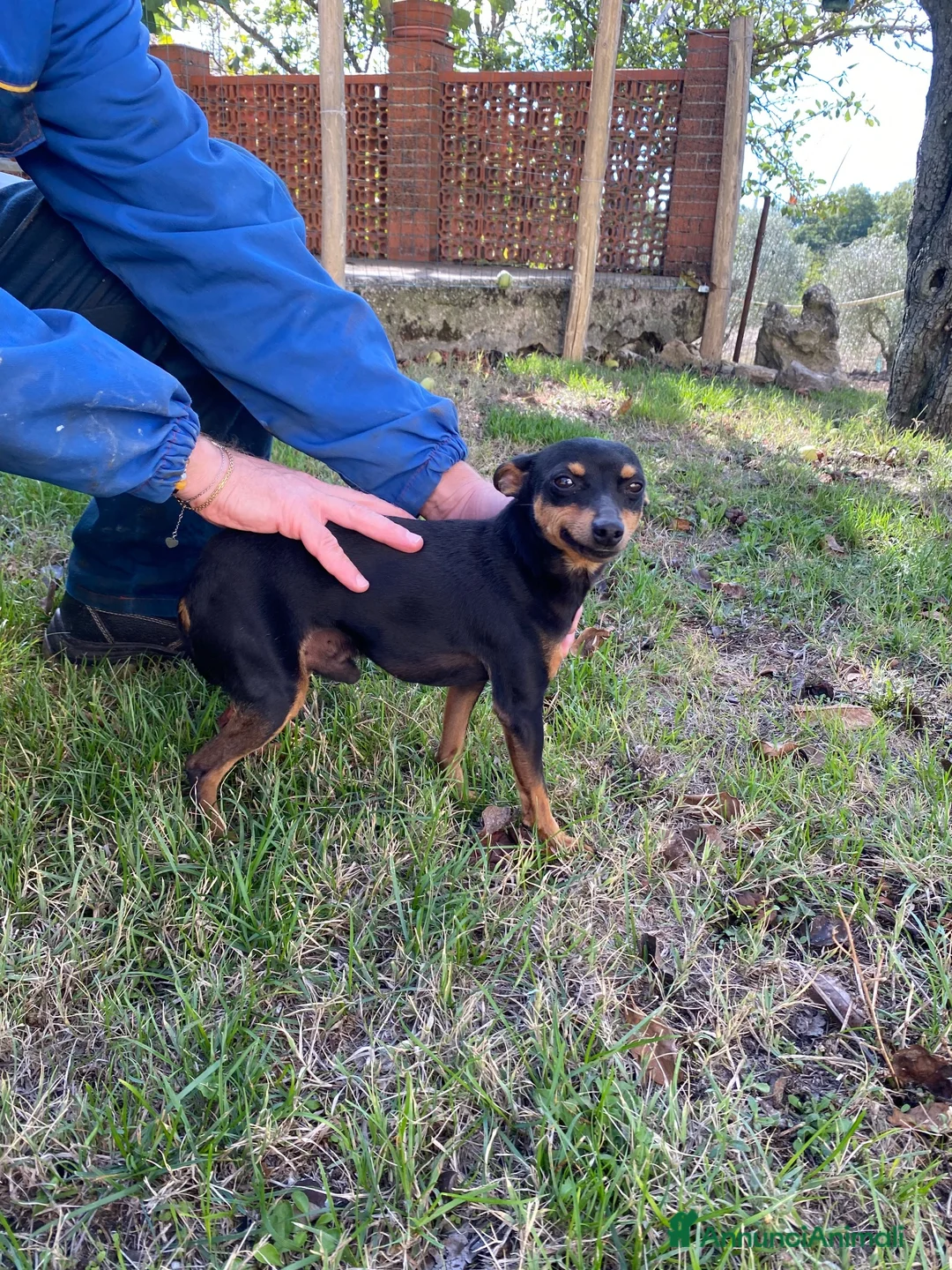 Pinscher Miniatura cani in vendita: Bellissimi e dolcissimi cuccioli di pincher nano a Provincia di Benevento - Annuncio 6