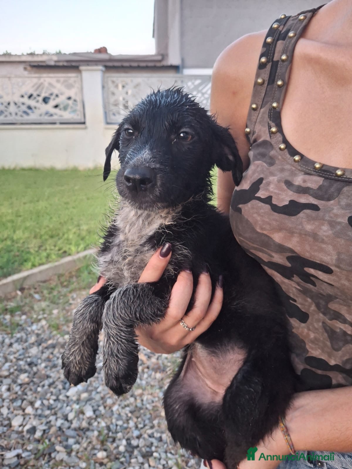 Meticcio cani CORNELIA 🩷 pronta a conquistare cuori - Annuncio 19