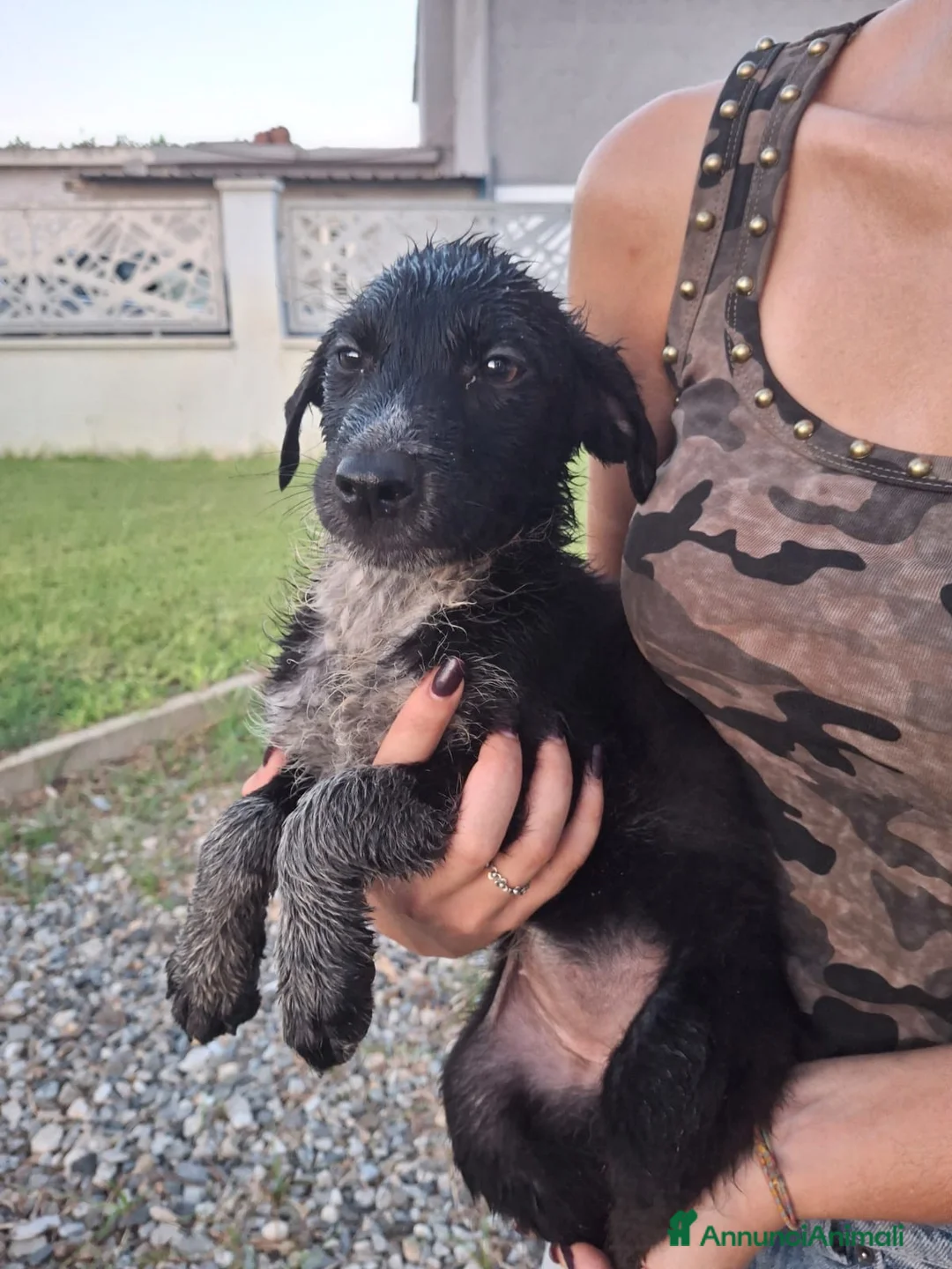 Meticcio cani in regalo: CORNELIA 🩷 pronta a conquistare cuori - Annuncio 1
