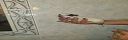 Chihuahua cani in vendita: Cuccioli di chihuahua  - Annuncio 8