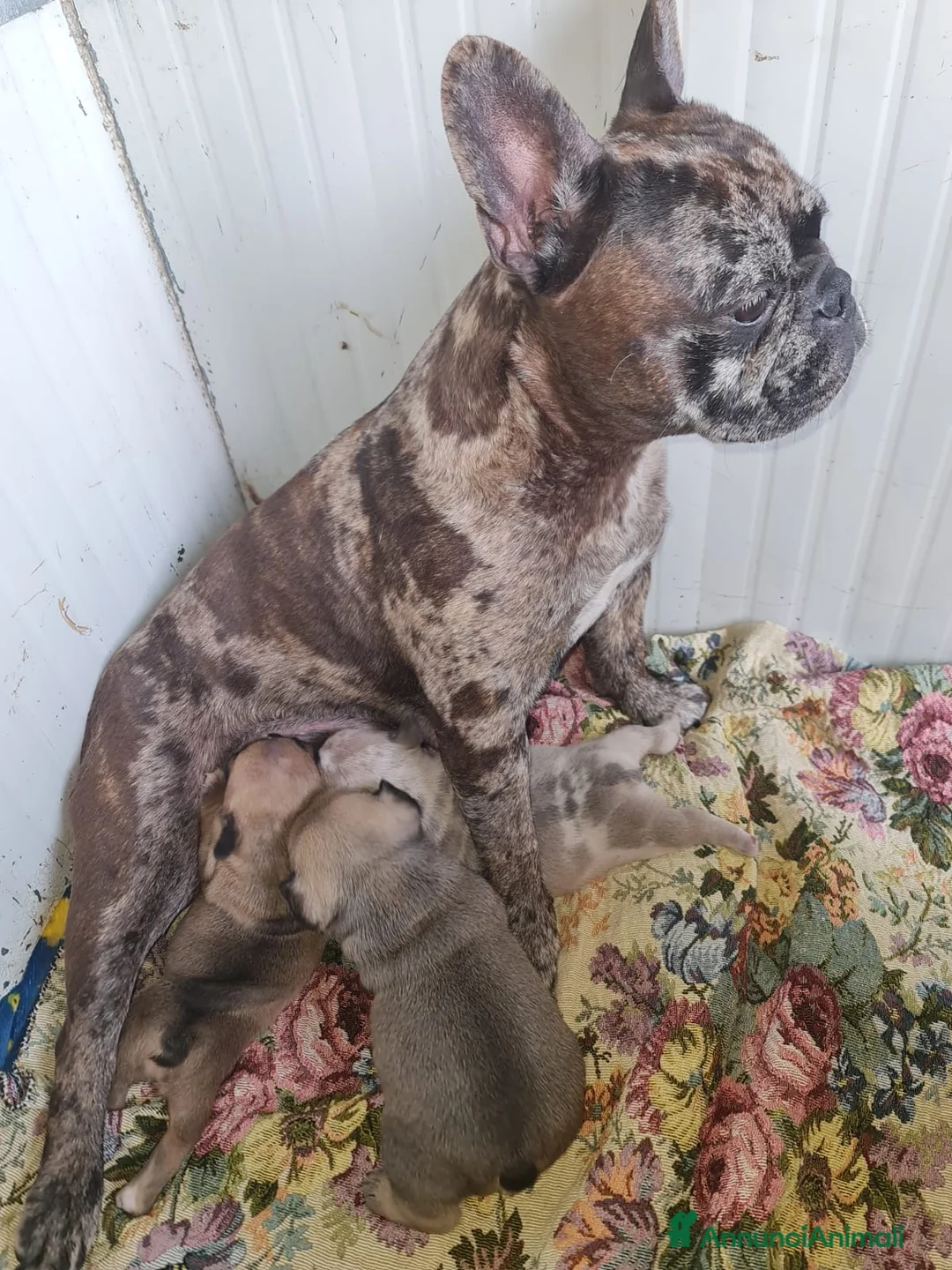 Bulldog Francese cani in vendita: Bulldog francesi merle tan - Annuncio 7