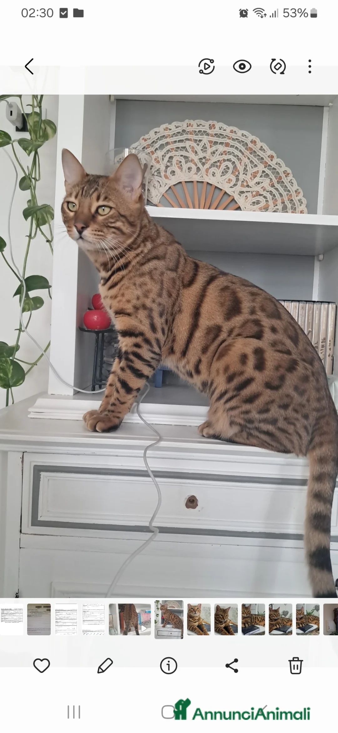 Bengala gatti in vendita: Bengala cuccioli con pedegree - Annuncio 8