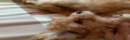 Barboncino Toy cani in vendita: Barboncino Toy Champagne  - Annuncio 2