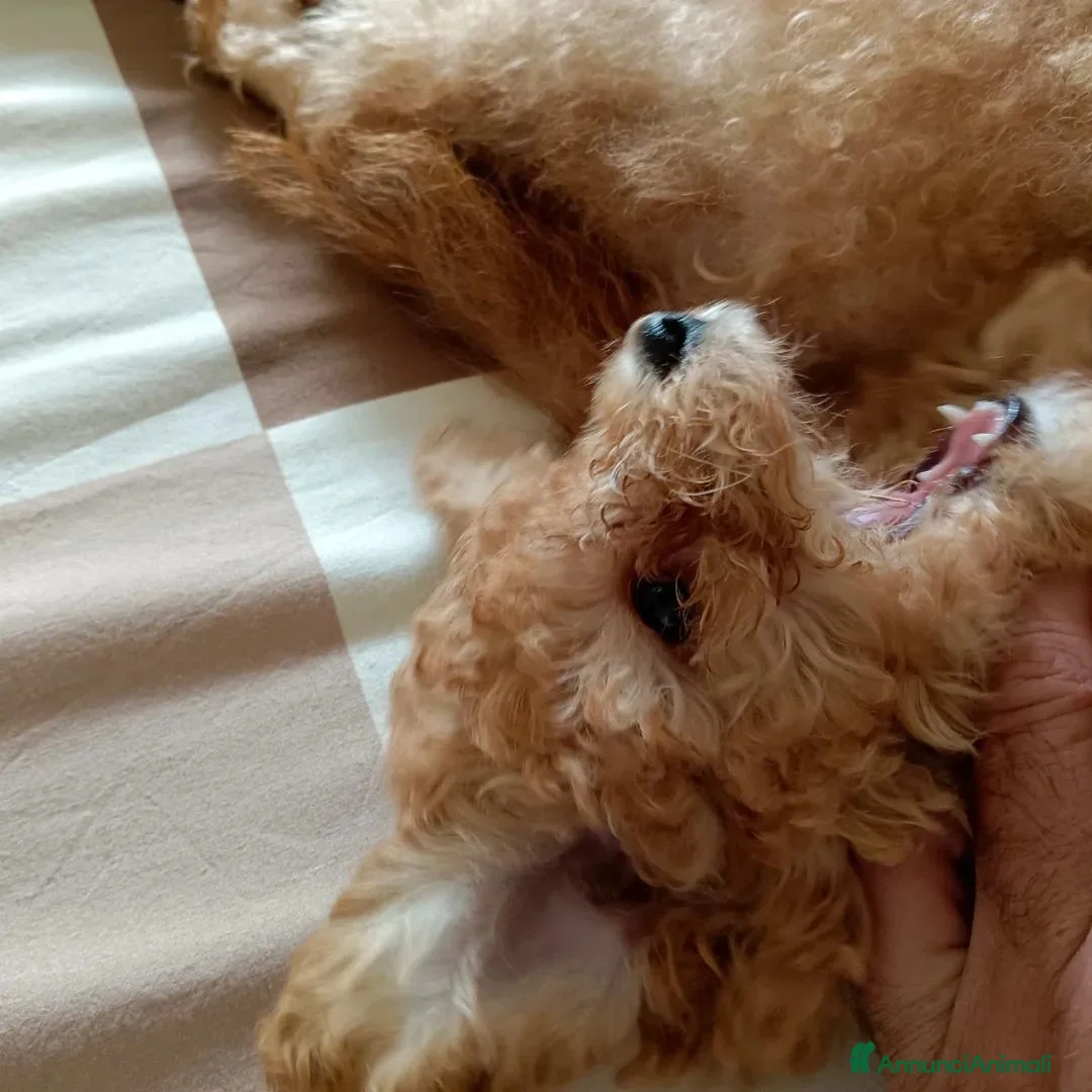 Barboncino Toy cani in vendita: Barboncino Toy Champagne  - Annuncio 2
