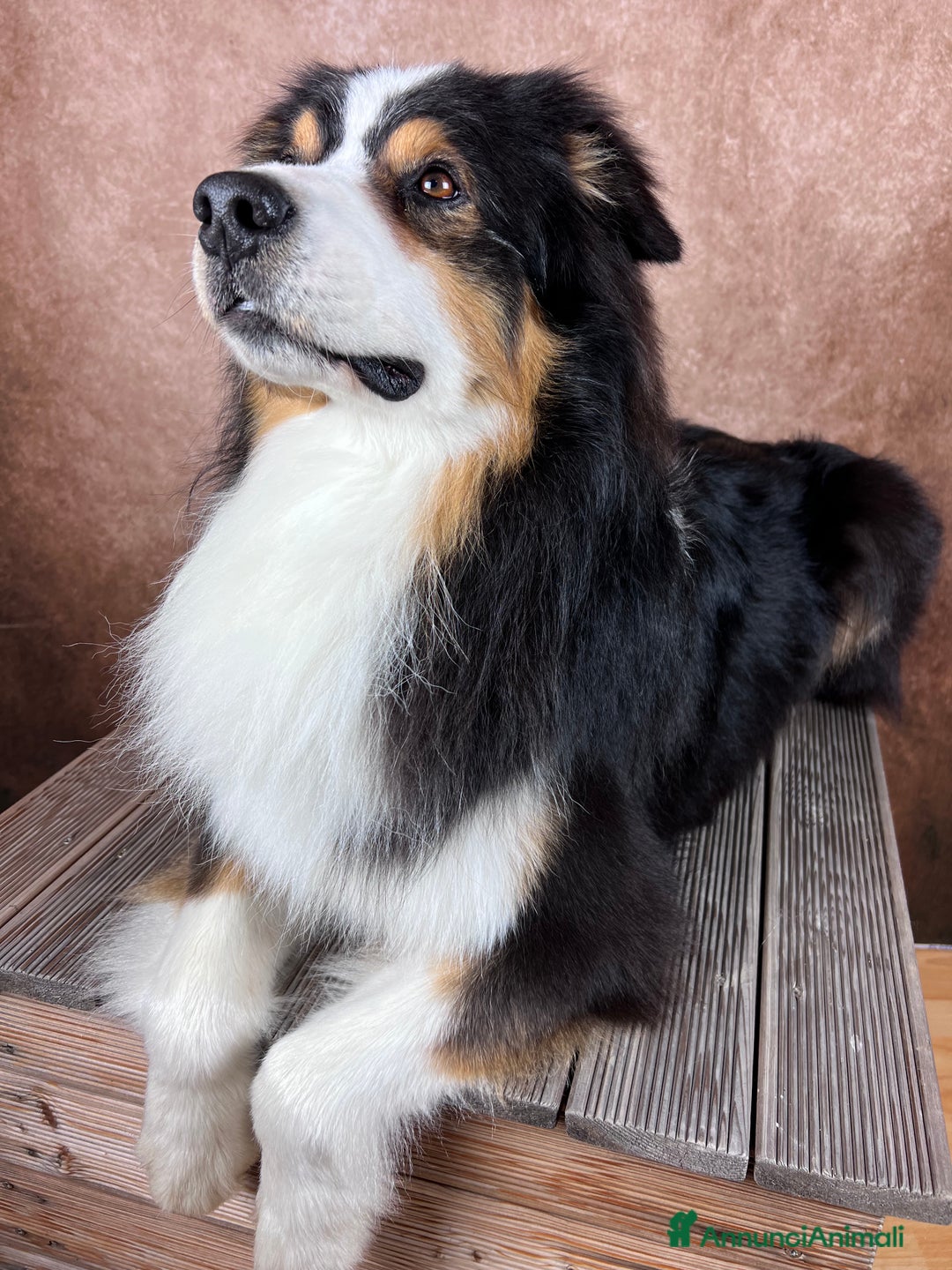 Australian Shepherd cani in vendita: Adulto australian shepherd  a Provincia di Rimini - Immagine 4