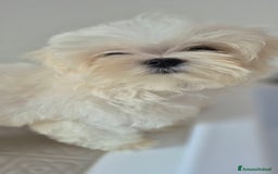Maltese cani in vendita: Cuccioli di Maltese con pedigree a Provincia di Pavia - Immagine 1