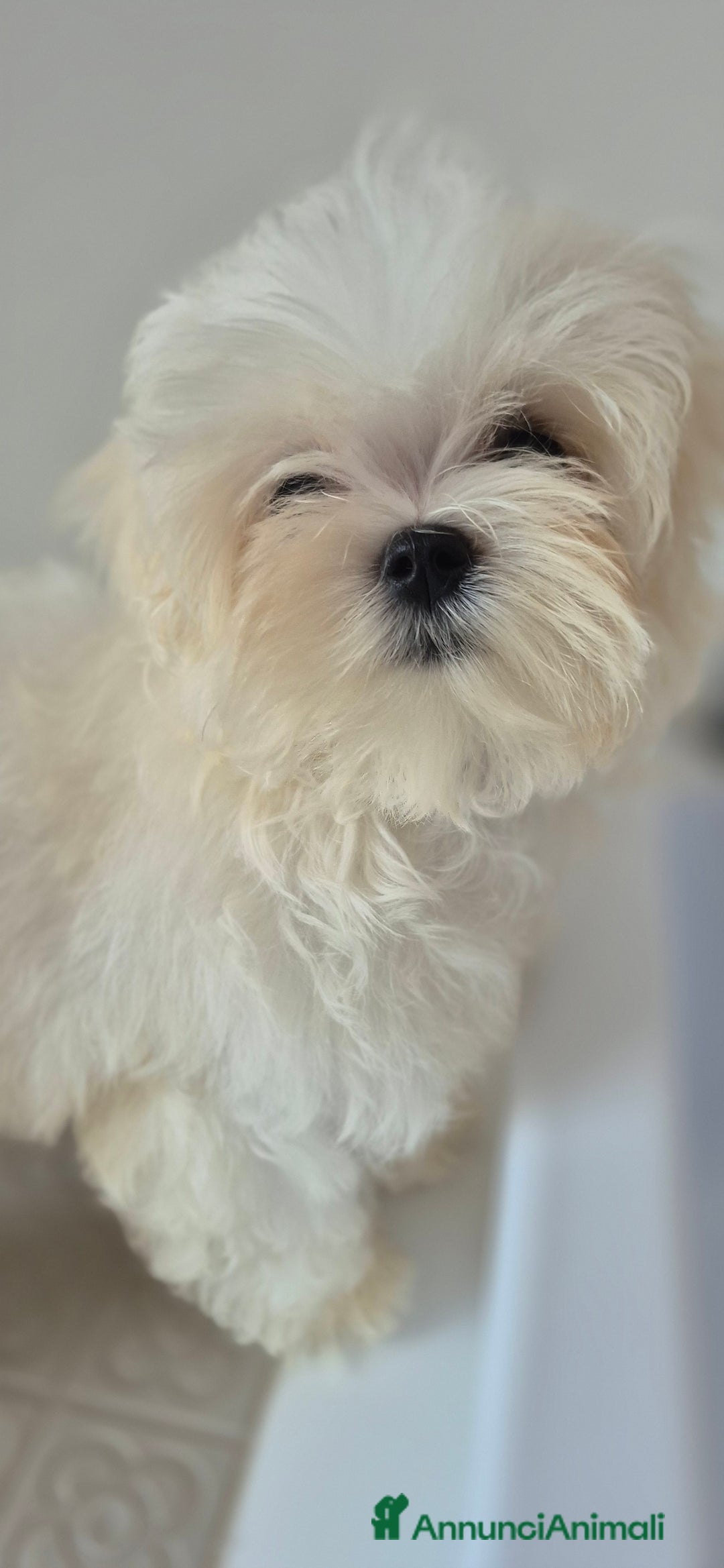 Maltese cani in vendita: Cuccioli di Maltese con pedigree a Provincia di Pavia - Immagine 1
