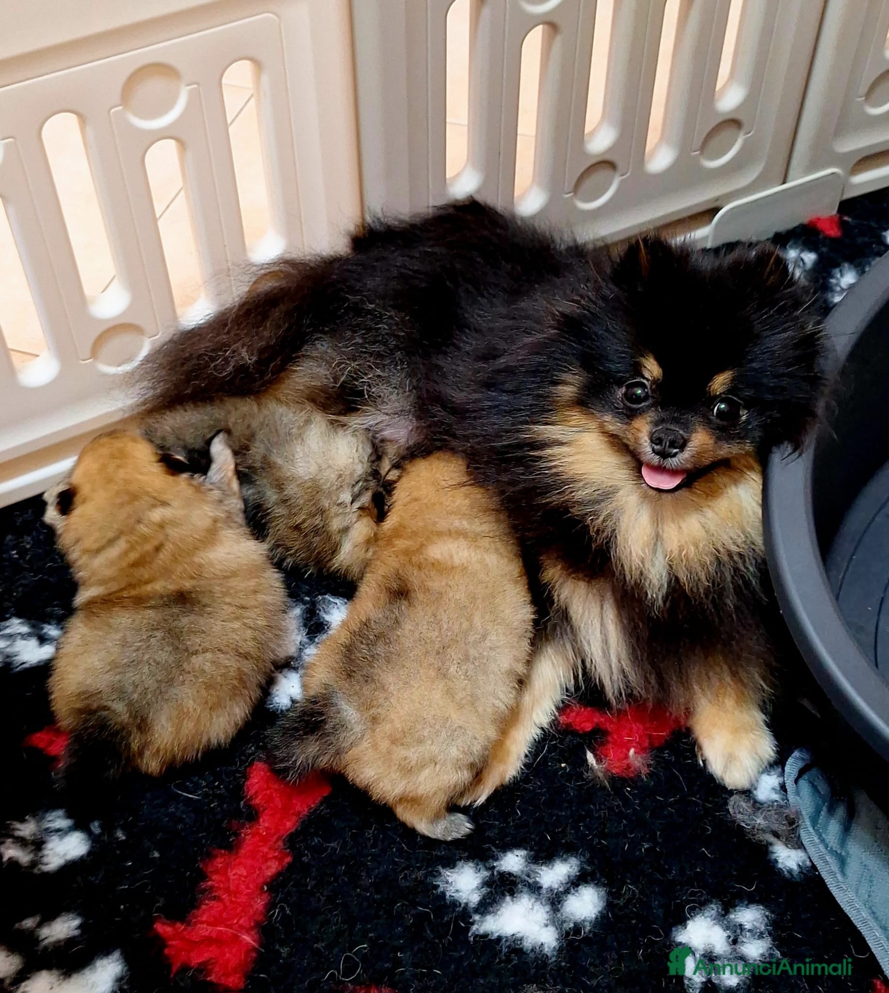 Volpino Pomerania cani Spitz tedesco nano - Annuncio 4