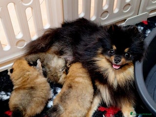 Volpino Pomerania cani Spitz tedesco nano - Annuncio 3