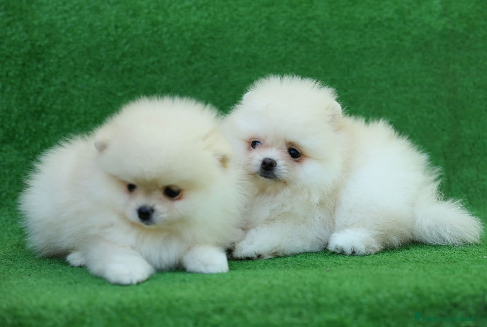 Volpino Pomerania cani Cuccioli Spitz Tedesco nano Volpino Pomerania - Annuncio 1