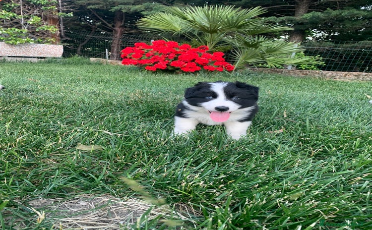 Border Collie cani a Provincia di Foggia - Annuncio 1