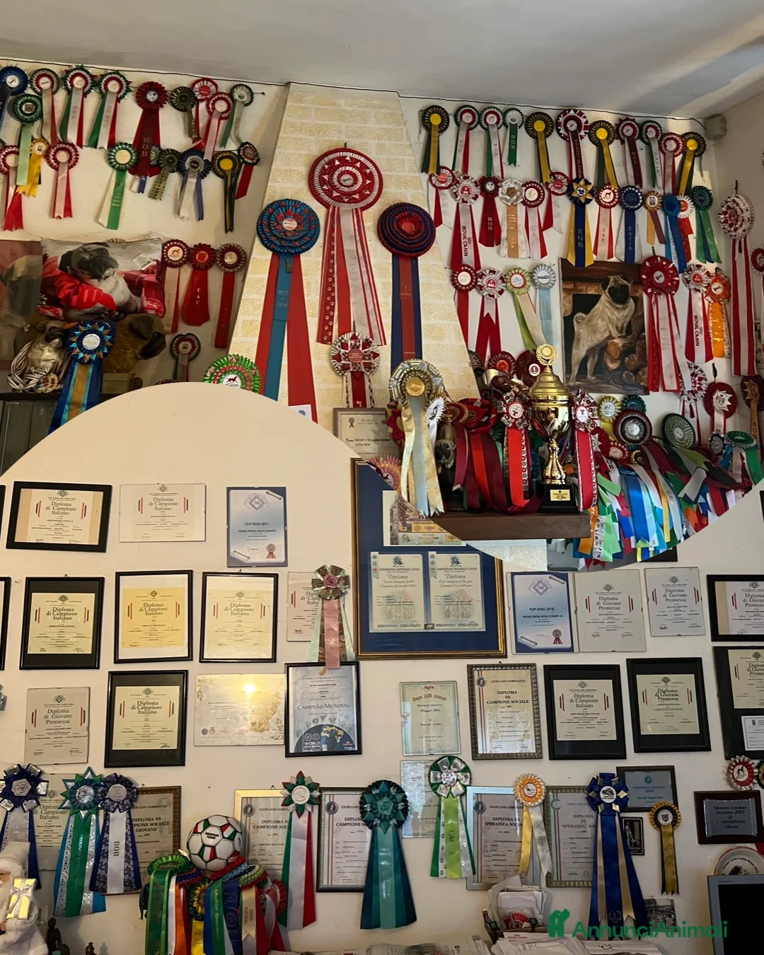 Shiba Inu cani in vendita: Shiba inu cuccioli  - Annuncio 16