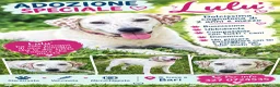 Meticcio gatti in regalo: Bellissima Lulù a Città Metropolitana di Bologna - Annuncio 1