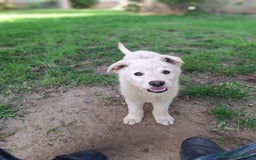 Meticcio cani in regalo: SID 💙-cucciolo “orsetto lanoso” cerca la sua casa a Città metropolitana di Milano - Immagine 10