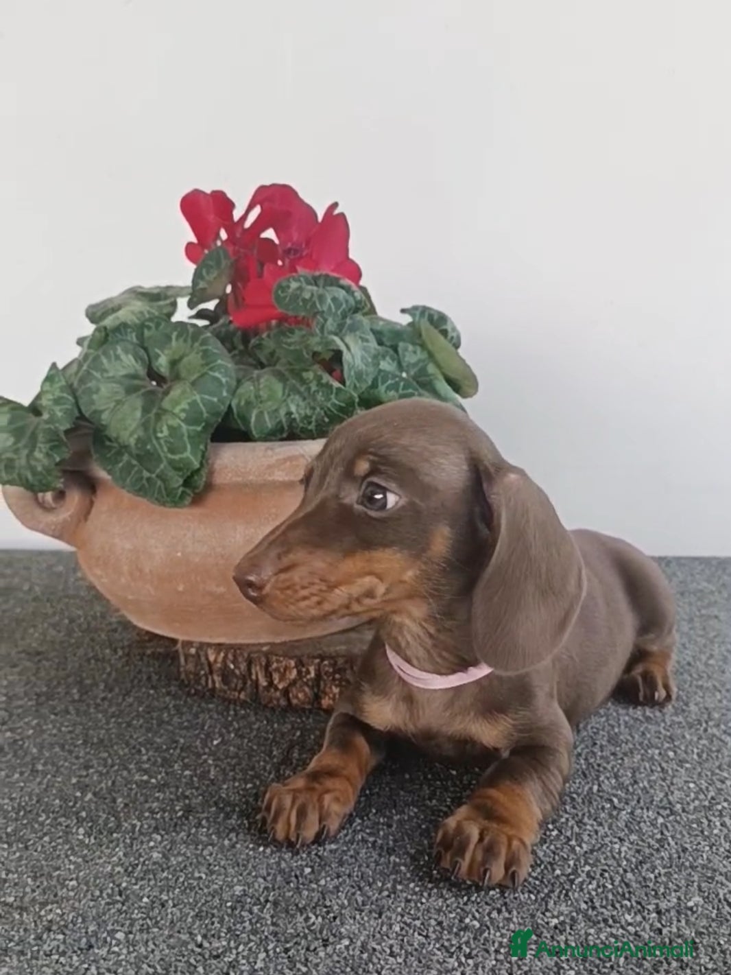 Bassotto cani Bassotti cioccolato Pedigree con affisso - Annuncio 1