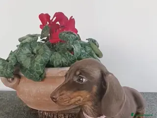 Bassotto cani in vendita: Bassotti cioccolato Pedigree con affisso - Annuncio 1