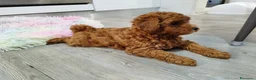 Barboncino Toy cani in vendita: Barboncino minitoy  - Annuncio 3