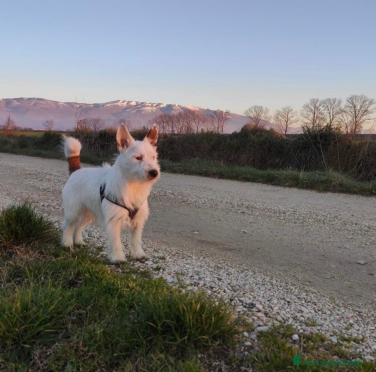 Jack Russell cani Monty cerca jack russel femmina per accoppiamento  - Annuncio 9