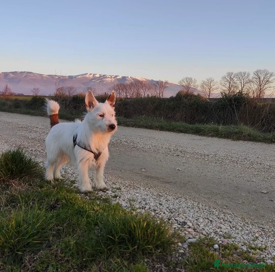 Jack Russell cani per accoppiamento: Monty cerca jack russel femmina per accoppiamento  a Provincia di Perugia - Annuncio 1