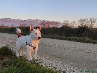 Jack Russell cani Monty cerca jack russel femmina per accoppiamento - Annuncio 9