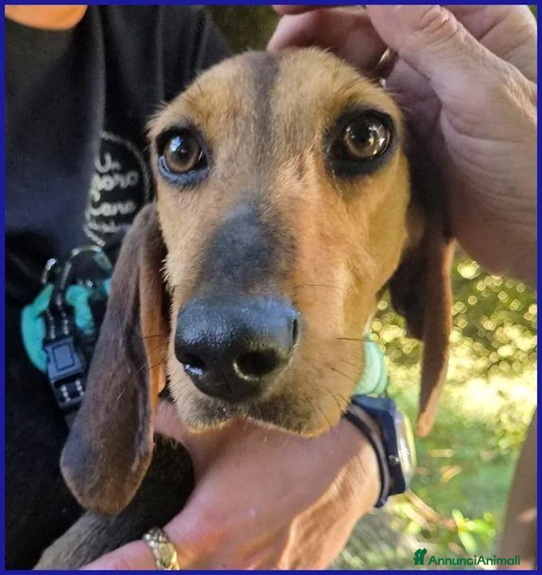 Meticcio cani in regalo: ETTO giovane segugetto - Annuncio 2
