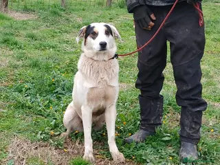 Meticcio cani LO SPLENDIDO ARAMIS STA CERCANDO LA SUA FAMIGLIA - Annuncio 10
