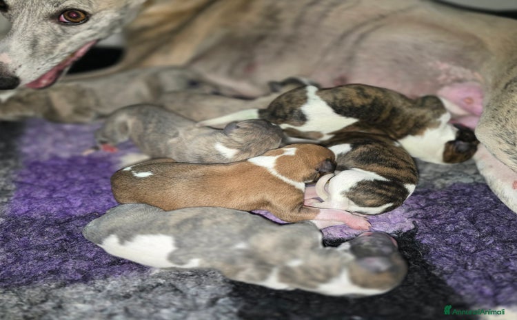 Whippet cani a Provincia di Padova - Annuncio 11