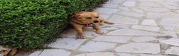 Meticcio cani in regalo: Luigi dolcissimo cagnolino taglia piccola  - Annuncio 2