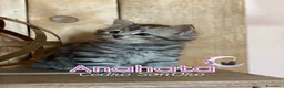 Siberiano gatti in vendita: PERCORSI OLISTICI E GATTINI SIBERIANI a Provincia di Como - Annuncio 7