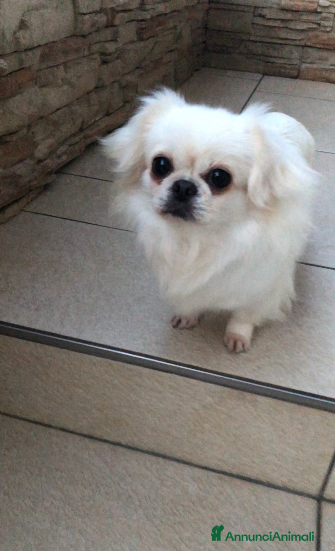 Chihuahua cani Chihuahua femmina a pelo lungo  - Annuncio 2