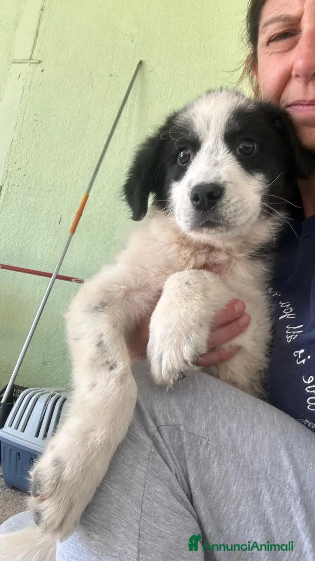 Meticcio cani in regalo: Kim maschio tg media a Città Metropolitana di Bologna - Annuncio 3