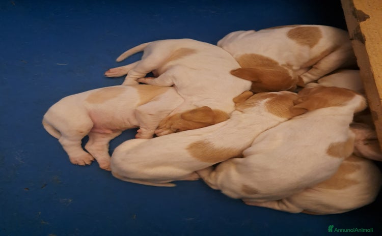 Pointer cani a Provincia autonoma di Trento - Annuncio 1